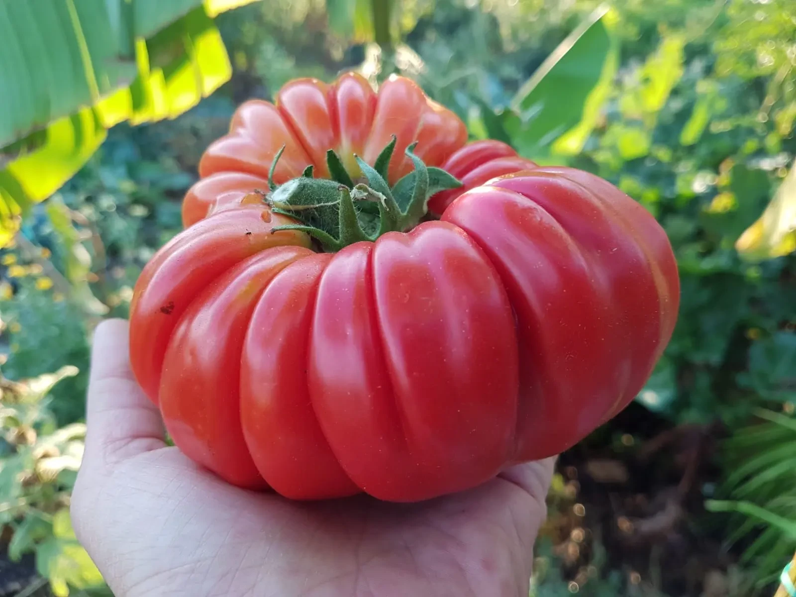 Tomate ancienne